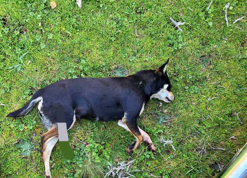 Esempio di cane catturato tramite Telenarcosi 